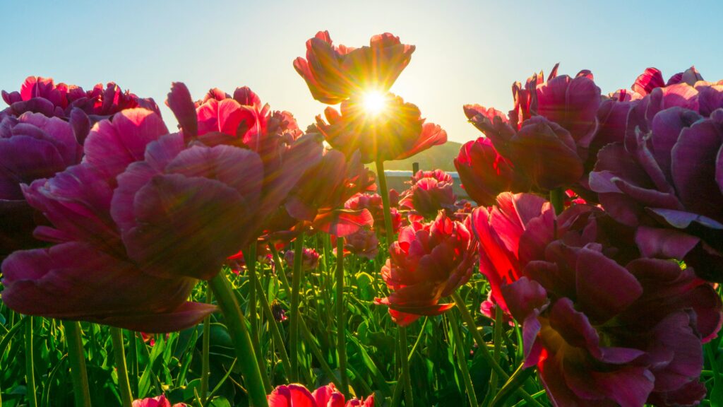  tulip fields: 12 Amazing Free Experiences